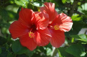 red-hibiscus-flowers