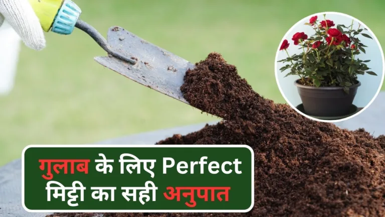 Perfect soil for roses- गुलाब के लिए अच्छी मिट्टी तैयार करने का रेश्यो