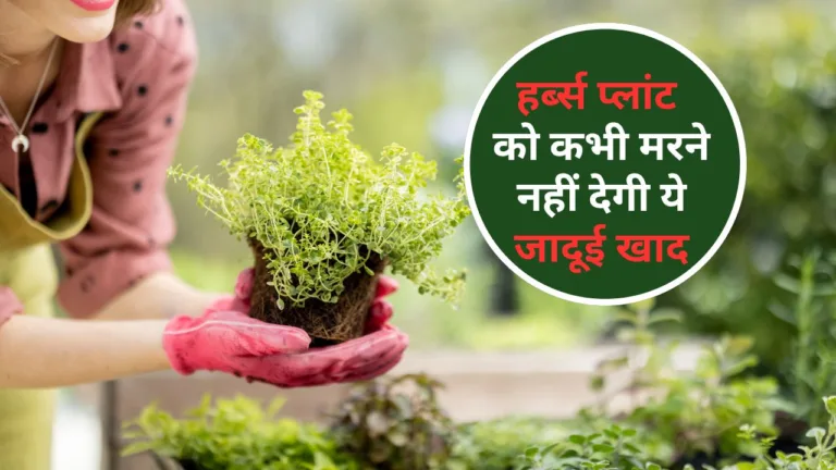 Herb Plants Fertilizer: हर्ब्स प्लांट काे कभी मरने नहीं देगी ये जादूई खाद