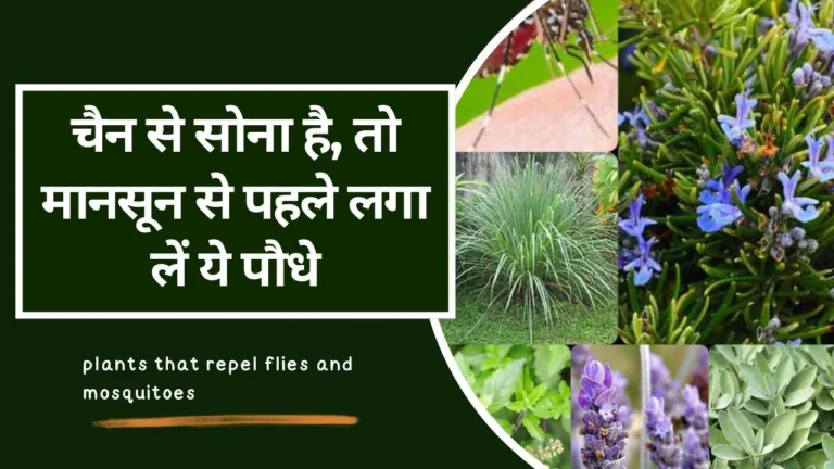 Plants Information-मानसून से पहले लगाएं ये पौधे, मक्खी-मच्छर दूर से भागेंगे