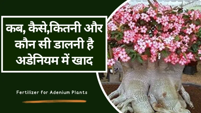 Adenium plant-फेंके नहीं अडेनियम में डालें ये चीज, फूल देखकर होश उड़ जाएंगे