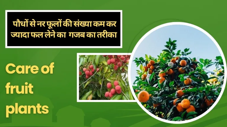 Care of fruit plants- ज्यादा और बड़े फल लेने का नायाब तरीका