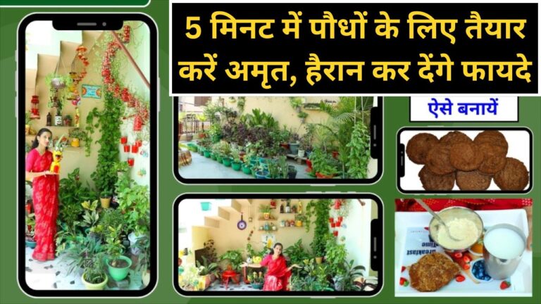 Gardening tips: पौधों में नई जान फूंक देगा जीवामृत, बेसन और गोबर से 5 मिनट में करें तैयार