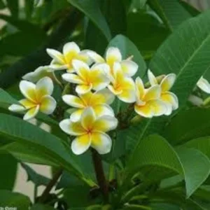 Nature-Rabbit-Plumeria-Yellow-Plant