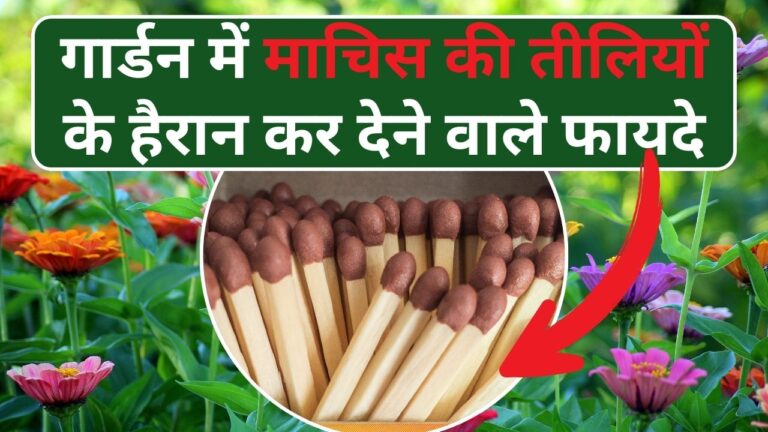 माचिस की तीलियों के गार्डन में 5 जादूई फायदे, गार्डनिंग एक्सपर्ट भी हैरान