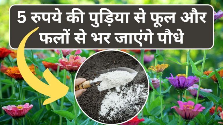 Lime in garden: इंसानों को नहीं अब पौधों को लगाएं चूना, चार गुना बढ़ जाएगी फूलों और फलों की संख्या