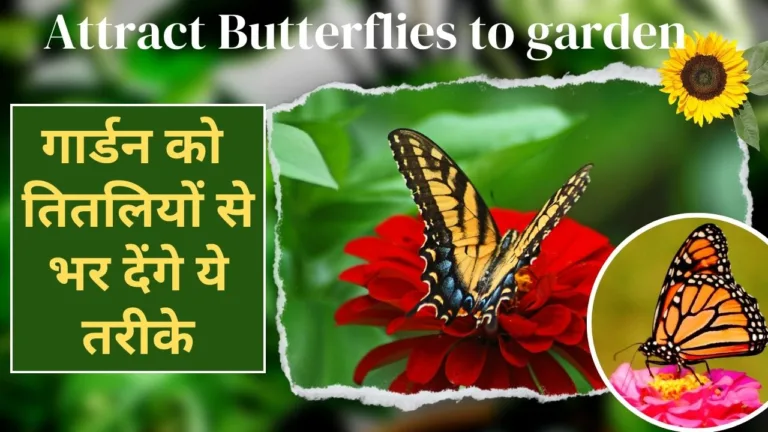 Butterflies in Garden: तितलियों का स्वर्ग! गार्डन में तितली अट्रेक्ट करने के लिए करें ये काम