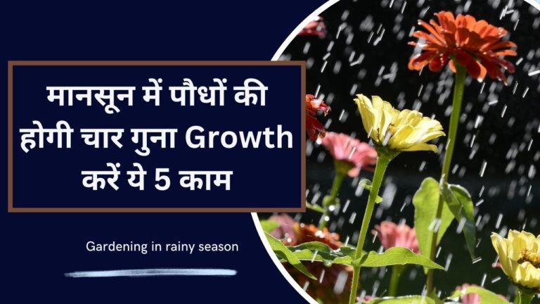 Gardening in rainy season: मानसून में पौधों की चार गुना ग्रोथ के लिए गार्डन में करें ये 5 काम