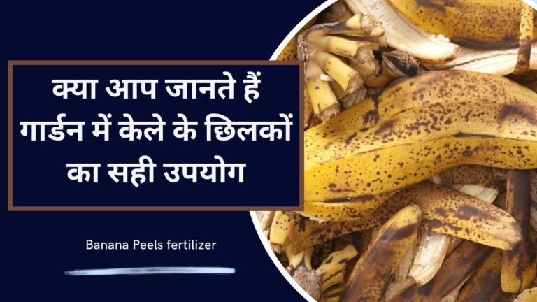 Banana Peels fertilizer: केले के छिलके डालने से मर जाएंगे सभी पौधे, जानें सही तरीका