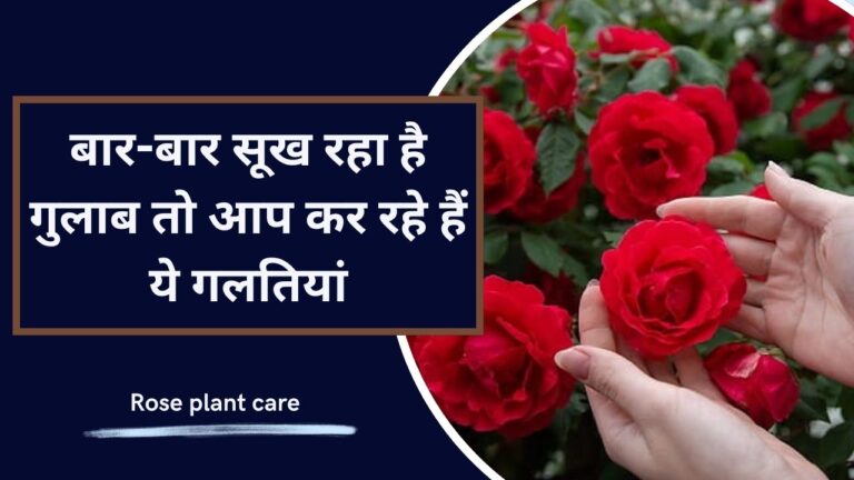 Rose Care: गुलाब का पौधा सूखने और मरने से बचाने के 12 उपाय