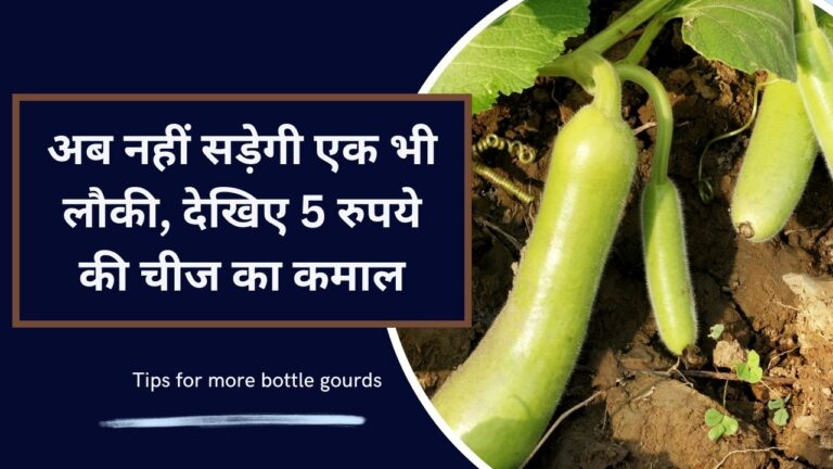 Bottle Gourd Care: लौकी की बेल में डालें यह 5 रूपए की चीज, नहीं सड़ेगी एक भी लौकी