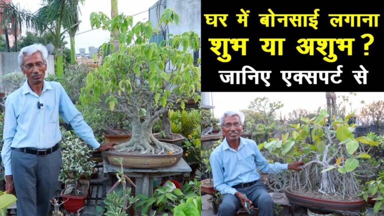 Vastu Tips For Bonsai: वास्तु के हिसाब से घर में बोनसाई रखना शुभ या अशुभ, एक्सपर्ट से जानिए