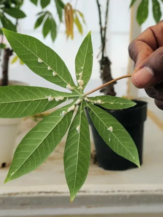 Mealybug: गार्डन से मिलीबग का खात्मा कर देगी रसोई की ये चीज