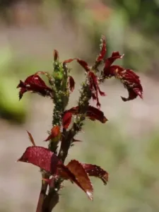 Young shoots of garden roses affected by aphids.