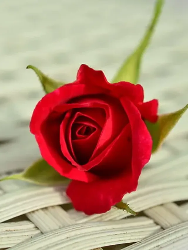 Rose Care:  गुलाब के पौधे को फूलों से भर देंगी ये पांच घरेलू चीजें