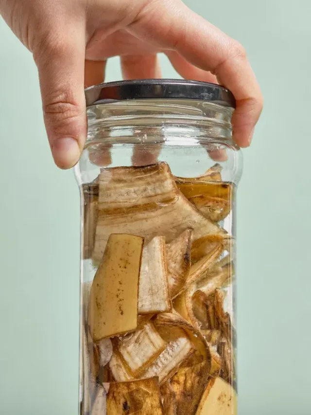Banana peel fertilizer: केले के छिलके के पानी से हो सकती है फंगस, ऐसे करें उपयोग