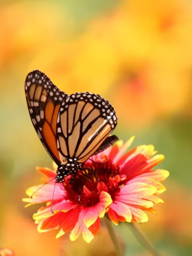 Attract Butterflies In Garden: तितलियां अट्रेक्ट करते हैं ये 5 फूलों वाले पौधे