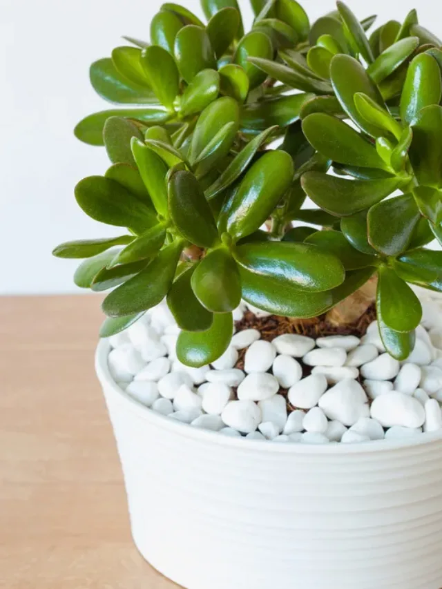 Jade plant: जेड प्लांट को हरा और घना बना देंगी रसोई  की ये दो चीजें