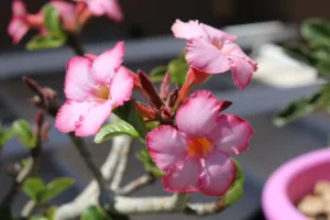 desert-flower-adenium-flower-nature-landscapes-195189-1024