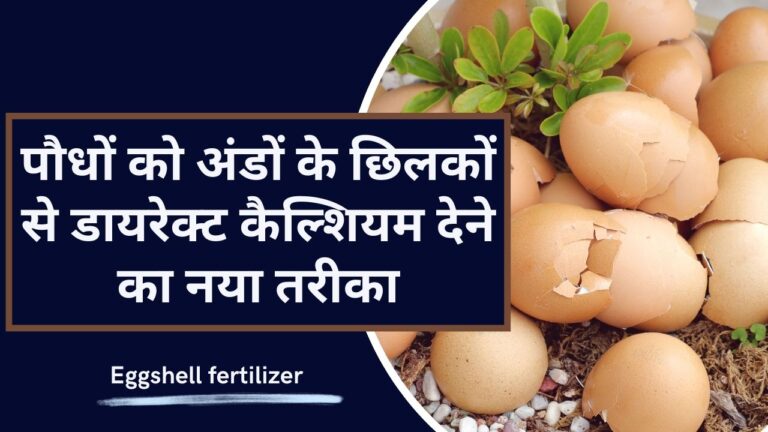 Eggshell fertilizer: अंडों के छिलकों को बेकार न समझें, गार्डन में करते हैं औषधि का काम