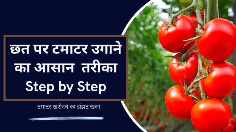 Grow Tomato: नहीं खरीदने पड़ेंगे महंगे टमाटर, छत पर उगाने का आसान तरीका Step by Step