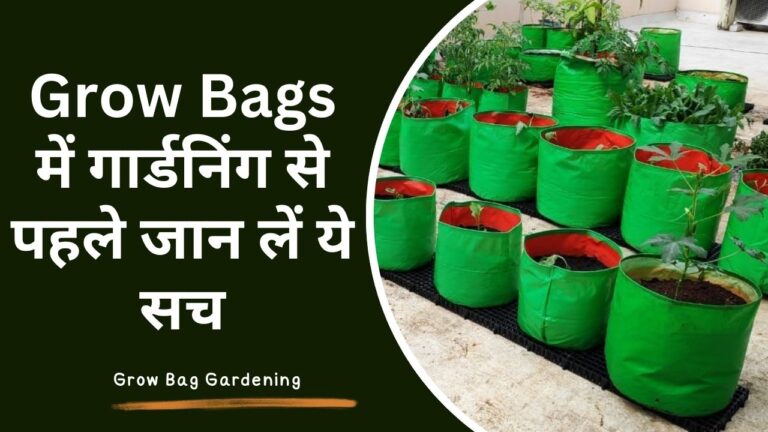 क्या Grow Bag में पौधे लगाना है सही, एक्सपर्ट्स ने खोले राज