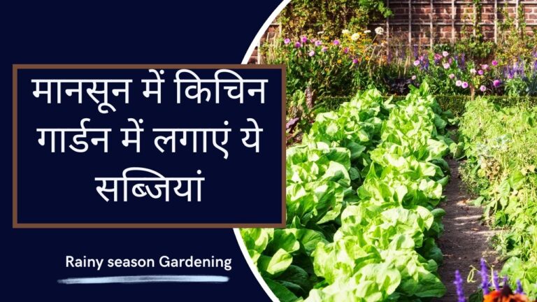 Kitchen garden: मानसून में उगाएं ये 10 सब्जियां, कम मेहनत में सब्जियों से भर जाएगी छत