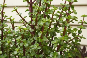 Jade Plant