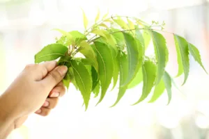 Hand holding neem leaves