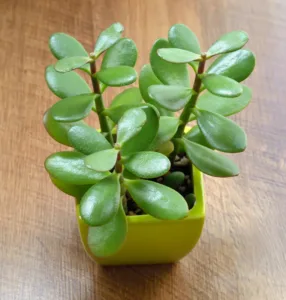 Houseplant Crassula jade plant money tree in green pot