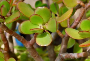 Jade Plant