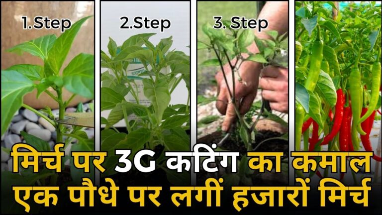 मिर्च पर 3G कटिंग करने से लगेंगी हजारों मिर्च, जानिए पूरा तरीका
