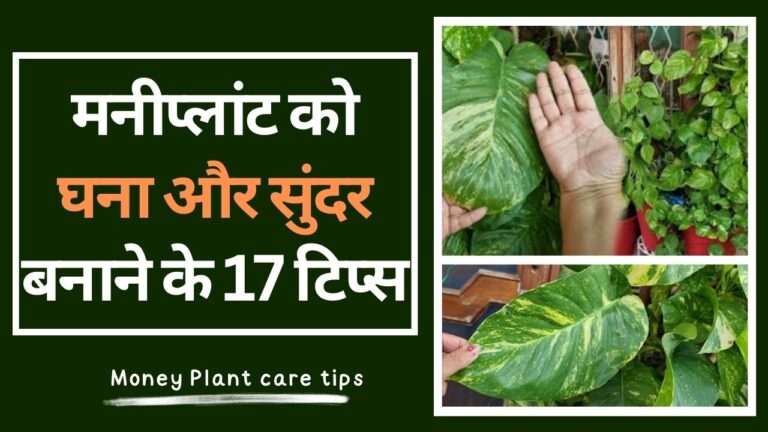 Money Plant की चमकदार और बड़ी पत्तियों के लिए 17 टिप्स, जल्दी से फॉलो करें