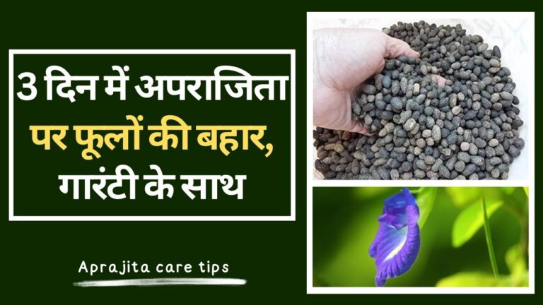 Aprajita- 3 दिन में सैकड़ों फूलों से लद जाएगी अपराजिता, ऐसे डालें बकरी के गोबर की खाद