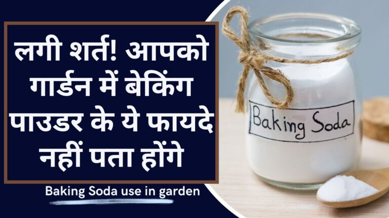 Baking Soda: गार्डन में बेकिंग पाउडर का जादू! 10 अद्भुत फायदे कर देंगे हैरान