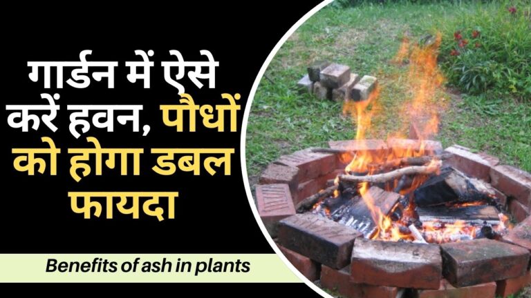 Gardening tips-पौधों को खाद देने और कीटों से बचाने के लिए स्पेशल हवन, जानिए