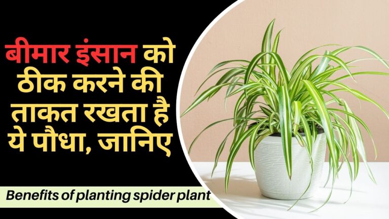 Spider plant- बेडरुम में जरुर लगाएं ये मकड़ी का पौधा, डिटेल में जानकारी