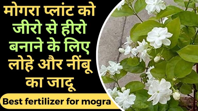 Mogra-ये चीज डाली है, तो मोगरा पर बंपर फ्लावरिंग 100 %  होगी