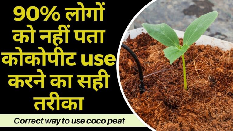 Cocopeat: 90% लोग नहीं जानते कोकोपीट काे प्रयोग करने का सही तरीका, यहां सीखें