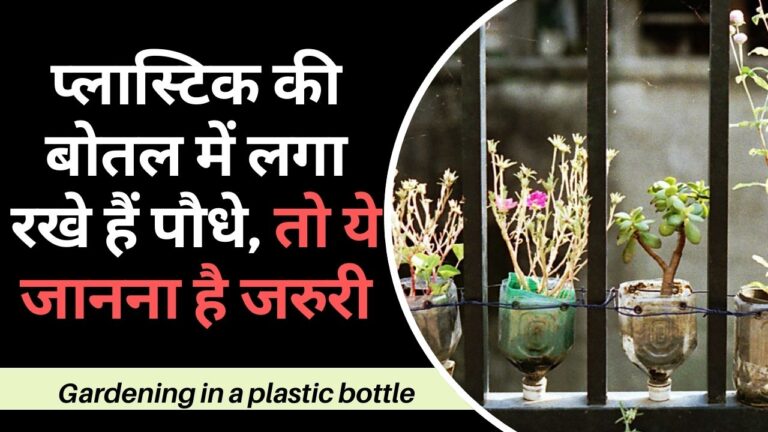 Gardening Tips- प्लास्टिक की बोतल में लगा रखे हैं पौधे, तो जानकारी आपके लिए है