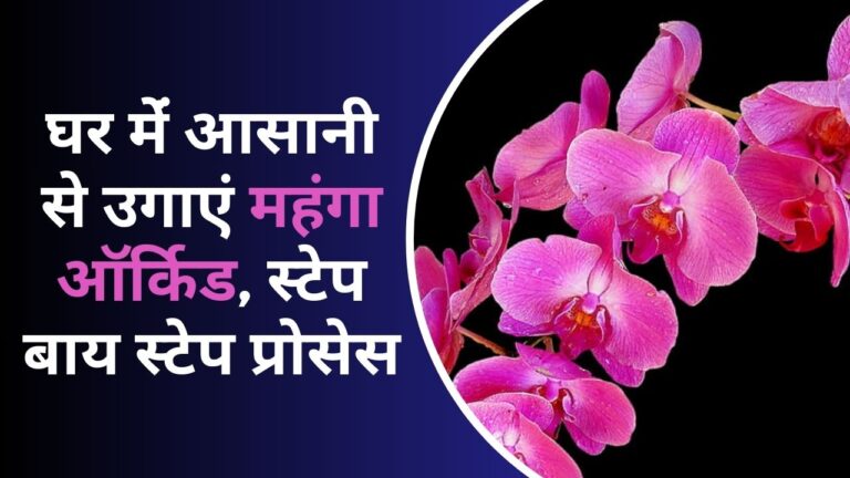 Orchid plant-घर में बिना मिट्टी के उगाएं महंगा फूल ऑर्किड, A to Z जानकारी