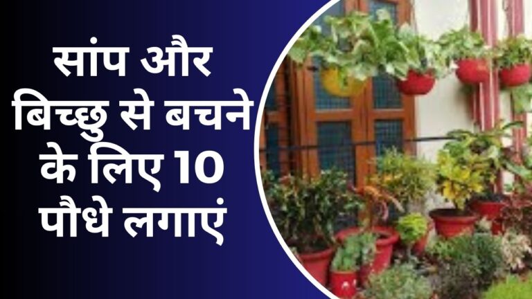 Plant Information- खिड़की-दरवाजों के पास लगाएं 10 पौधे, सांप और बिच्छु पास भी नहीं भटकेंगे