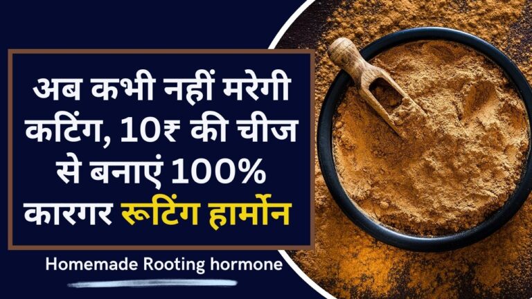 Rooting hormone: नर्सरी का चक्कर छोड़ें! घर बैठे बनाएं शक्तिशाली रूटिंग हार्मोन, नहीं मरेगी एक भी कटिंग
