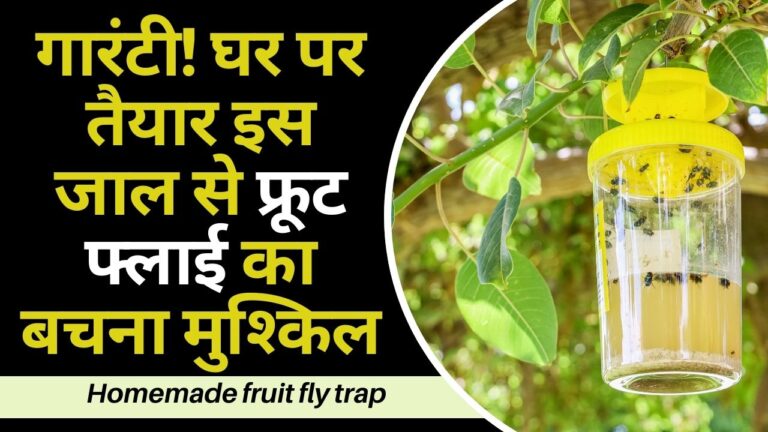 Fruit fly trap: अब फ्री के जाल में फंसेगी फ्रूट फ्लाई, गारंटी है गार्डन का एक भी फल नहीं सड़ेगा