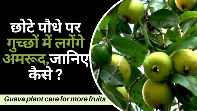 Guava plant- कम मेहनत में ऐसे लगेंगे स्वादिष्ट और ज्यादा अमरूद, जानिए