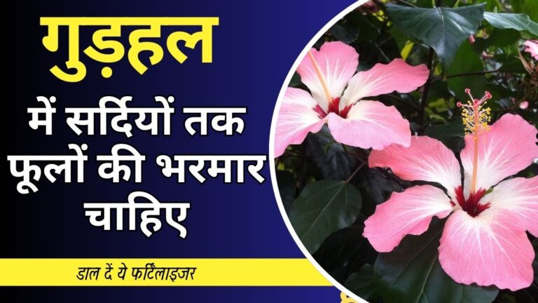 अगस्त की शुरुआत में गुड़हल में करें ये काम, सर्दियों तक देगा फूल