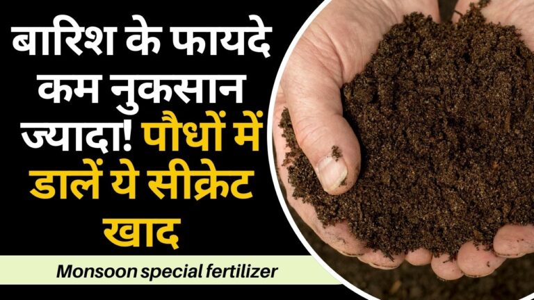 Monsoon fertilizer: मानसून में पौधों की जड़ों में डालें ये ‘सीक्रेट’ खाद, होगी बंपर फ्लावरिंग