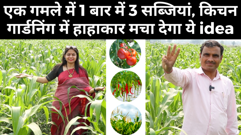 Multicropping: एक ही गमले में तीन सब्जियां, घर को सब्जी मंडी बना देंगा ये फंडा
