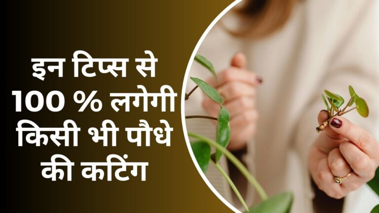 कटिंग लेने से लेकर लगाने के बाद तक की सारी जानकारी, न सड़ेगी न सूखेगी जानिए
