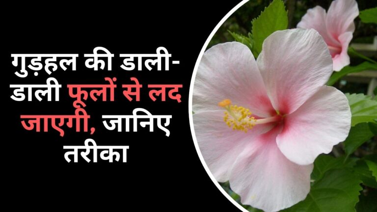 Hibiscus care-हर डाली फूलों से लद जाएगी, गुड़हल में डालें इन 2 चीजों का मिश्रण